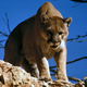 Looks scary, but this puma is probably more scared than you. (Image: CC0)